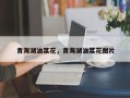 青海湖油菜花，青海湖油菜花图片